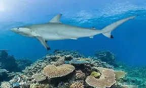 carcharhinus-sorrah.webp