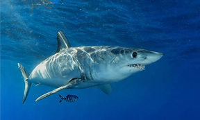Shortfin-Mako-shark-with-pilot-fish.jpg