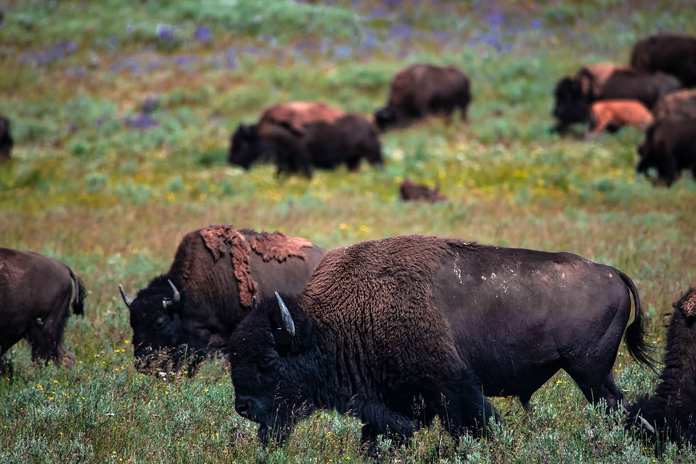 Roaming Buffalo