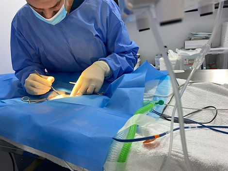 Surgeries at CardioVet Veterinary Clinic