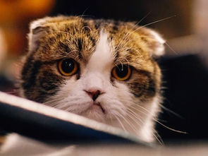 404 Pages Reimagined: Turning Errors into Engagement Opportunities