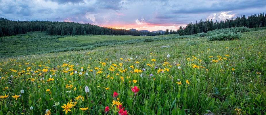 Image of a green landscape with wild flowers