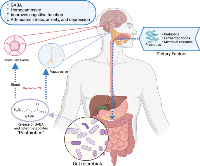 Source: Braga, J. D., Thongngam, M., & Kumrungsee, T. (2024). Gamma-aminobutyric acid as a potential postbiotic mediator in the gut–brain axis - Fig. 1: Overview of the interplay of dietary factors, gut microbiota, microbial metabolites, and brain health. NPJ Science of Food, 8(1), 16. https://doi.org/10.1038/s41538-024-00253-2