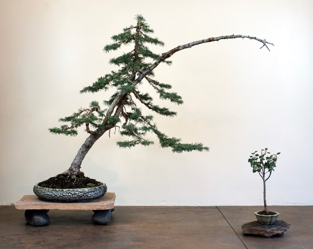 Sub Alpine Fir