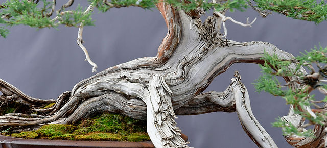 Rocky Mountain Bonsai Society | Denver Botanic Gardens