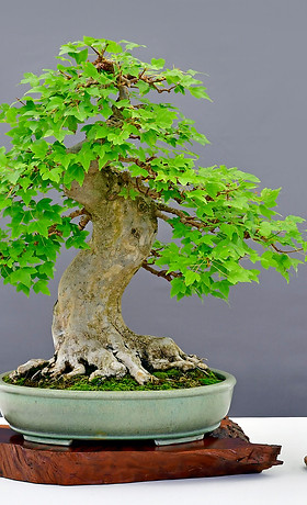 Rocky Mountain Bonsai Society | Denver Botanic Gardens