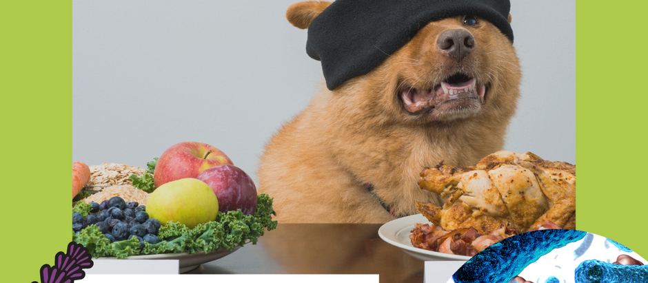 Futterumstellung bei IBD Hunden