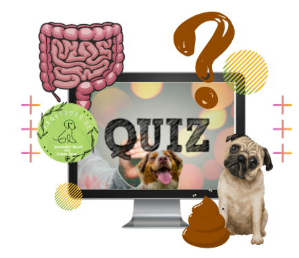 Quiz ibd.png