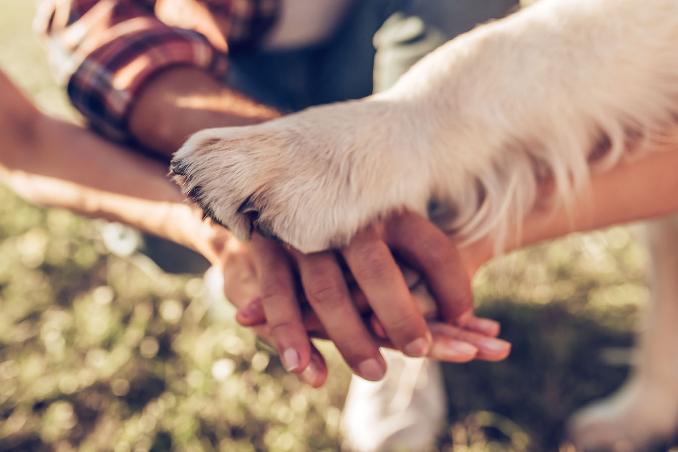Hands and paws of all family members. Father, mother, daughter and dog are taking hands to