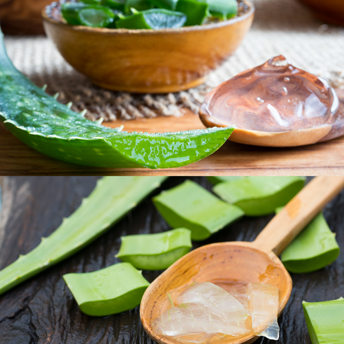 ALOE VERA GEL KONZENTRAT HUND Krautdogs.de