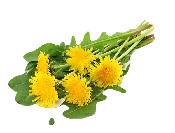 Collection%20of%20fresh%20medicinal%20herb%20isolated%20on%20white%20background_edited.png