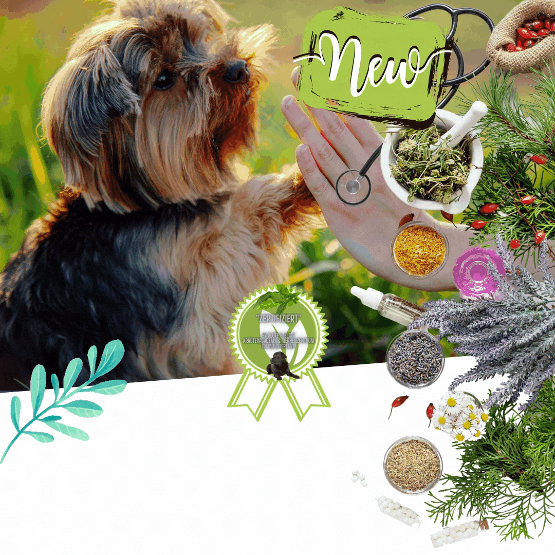 _Gesundheitstherapeut für Hunde__GIF.gif
