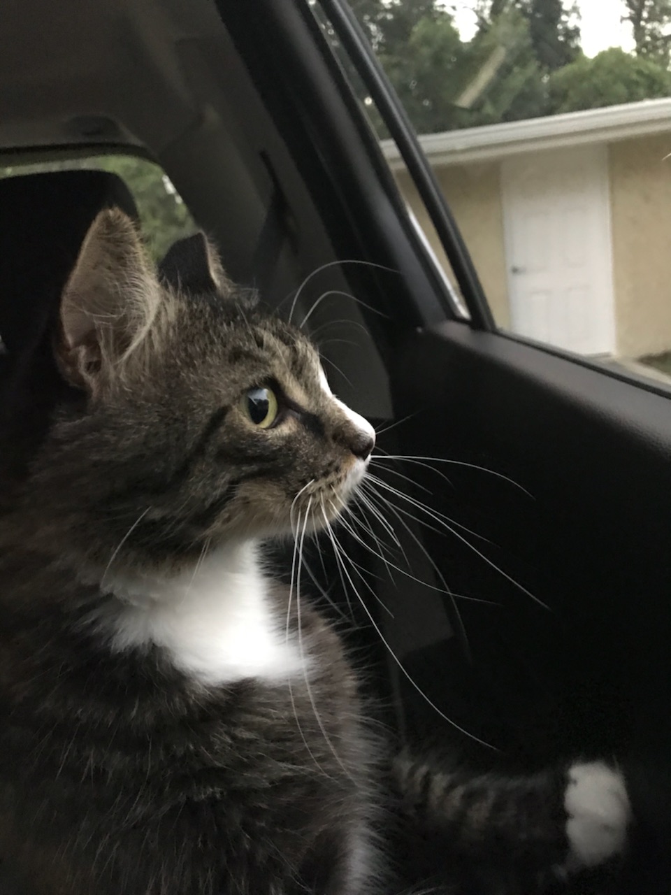 cerulean pear pet transportation