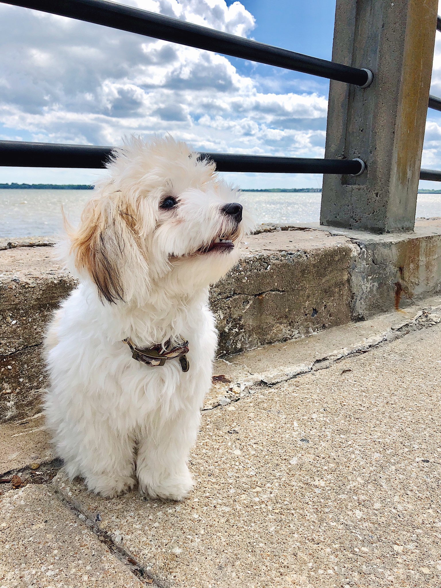 cerulean pear pet transportation