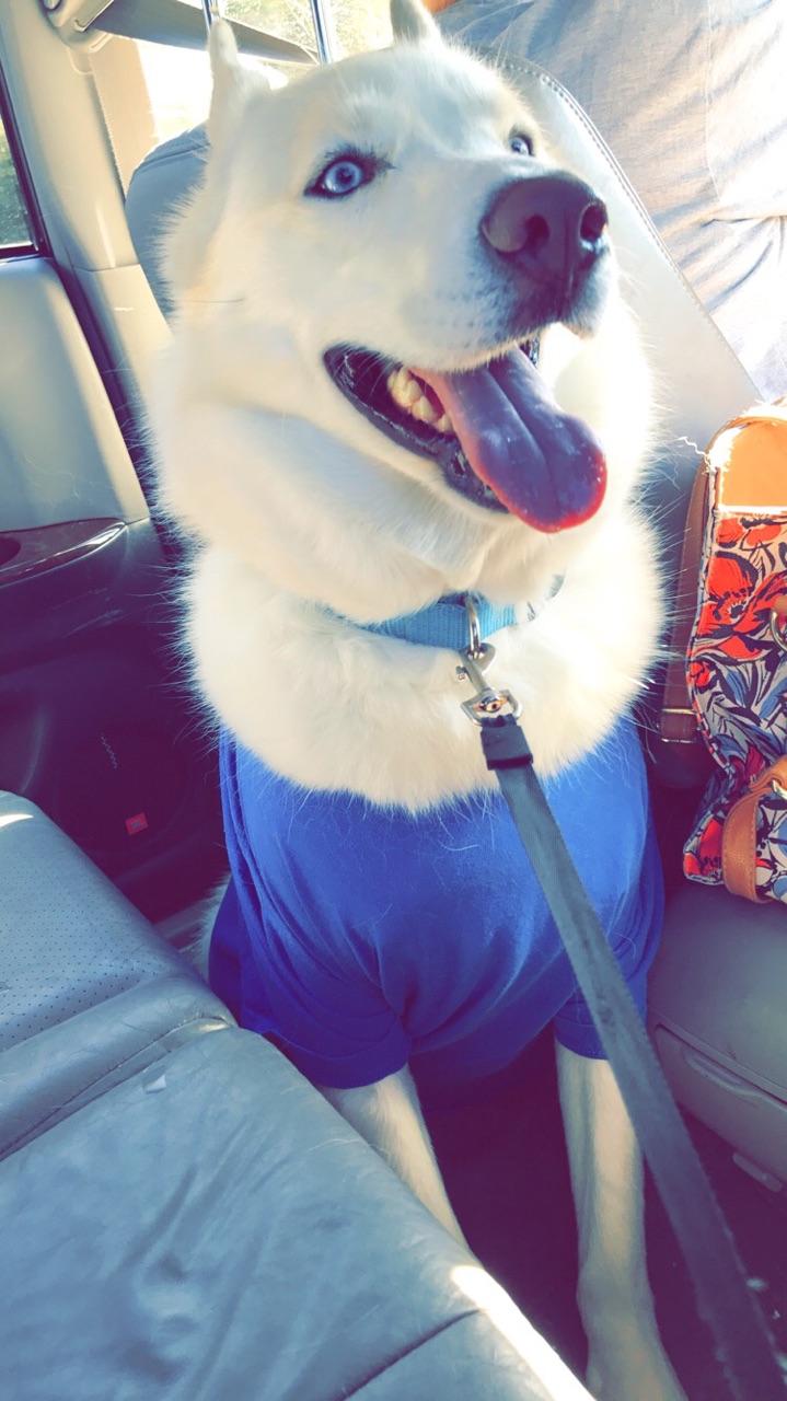 Kenyalogy Pet Transportation Services Near Me Domestic Pet