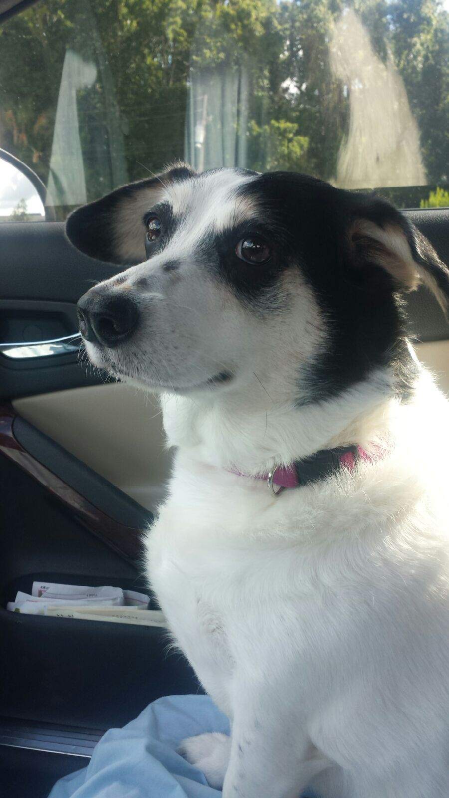 cerulean pear pet transportation