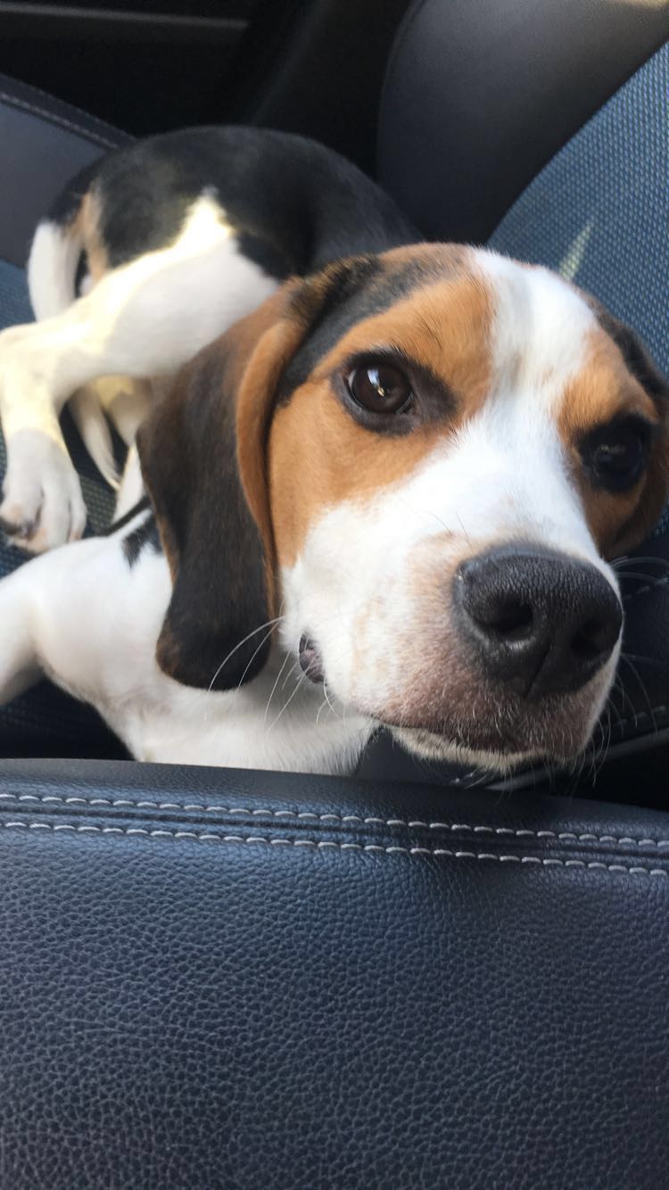 cerulean pear pet transportation