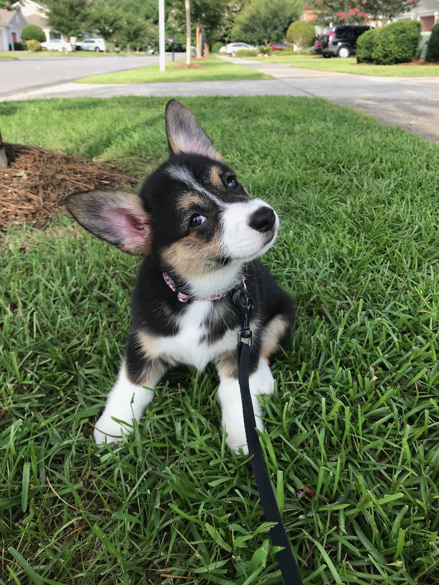 cerulean pear pet transportation