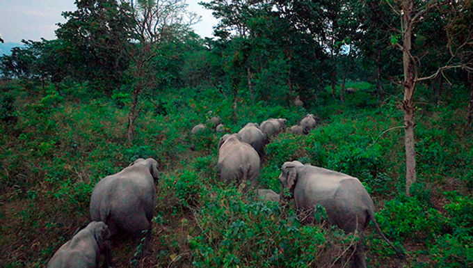 Ganesha Elephas Maximus
