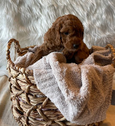 Adorable red Goldendoodle puppy for sale, fluffy and friendly