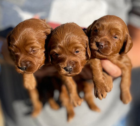 F1B Red Goldendoodle Puppy Dallas