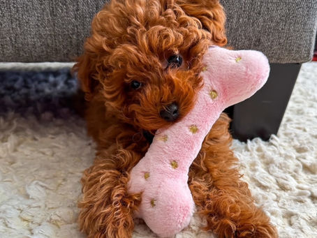 Adorable Red Toy Poodle Puppy with Curly Coat