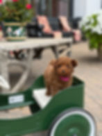 Young toy poodle puppy sitting attentively during a training session