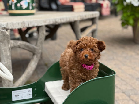 Young toy poodle puppy sitting attentively during a training session