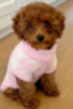 cute puppy with a sweater on