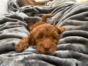 red goldendoodle puppy laying on a blanket