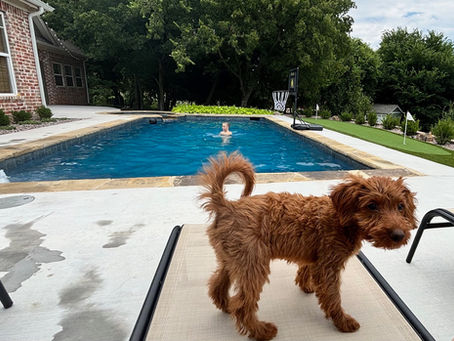 A playful micro goldendoodle stands on a lounge chair by the pool, keeping an eye on the swimmer enjoying the water nearby, with lush greenery in the background.