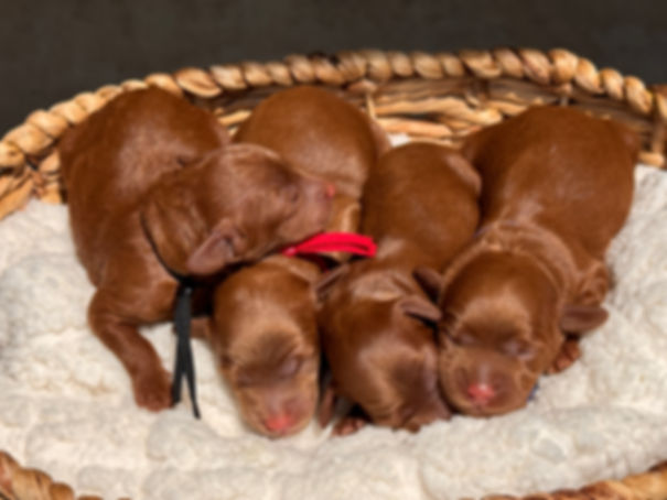 Mini Goldendoodle Female Puppy - May 2026