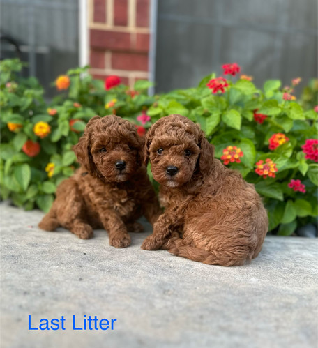 Poodle Extra Small Goldendoodle Irish Doodle Dog Breed Health And