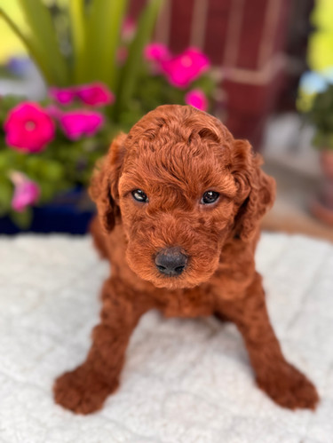 Golden Retriever F1b Miniature Goldendoodle Mini Buy