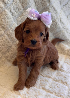 Red Toy Poodle Puppies Dallas Texas