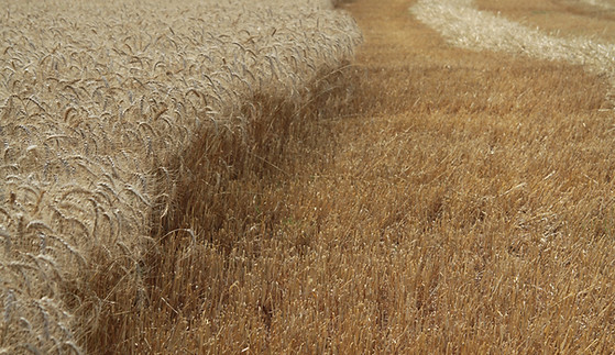 Campo di grano