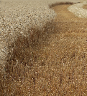 Schifferle Grain & Fodder Sales