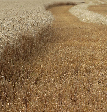 Wheat Field