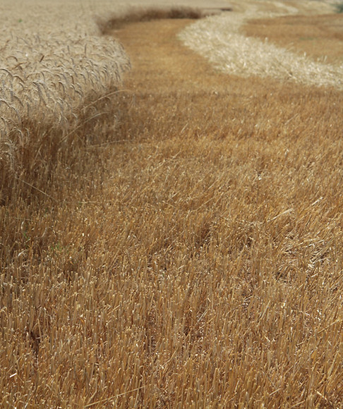 Campo de trigo