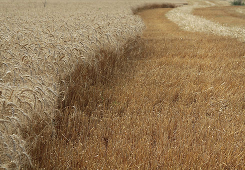 Wheat Field 