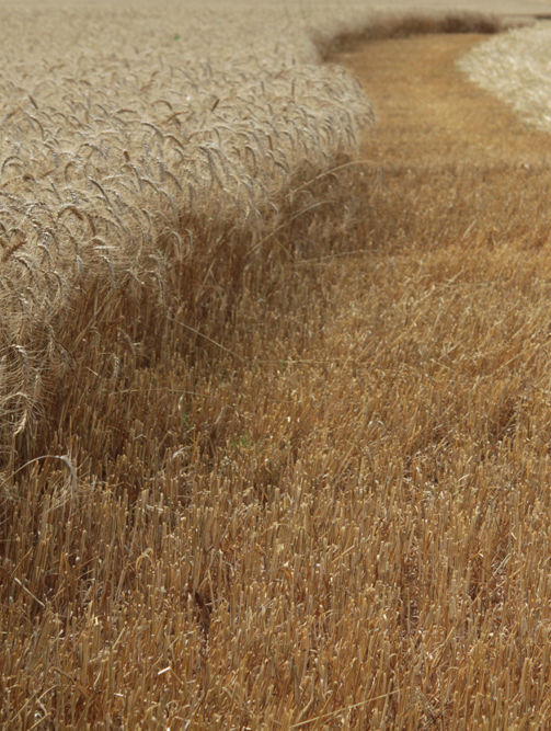 Grain Industry Blueprint for public consultation, inviting feedback to help shape the state's grains sector through to 2035.