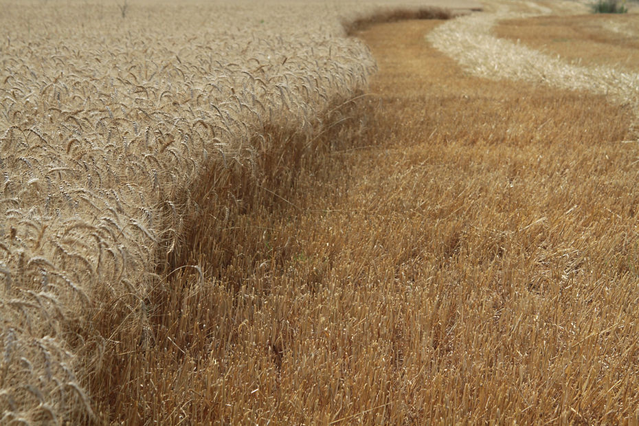 Wheat Field 