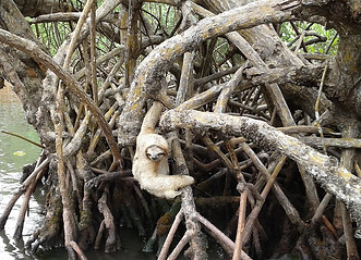 sloth in mangroves at entrance to our dock