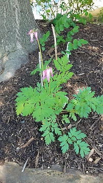 Bleeding Heart.jpg