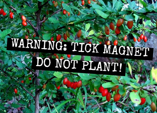 do not plant.png