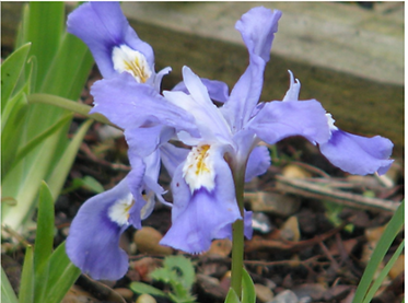 iris.png