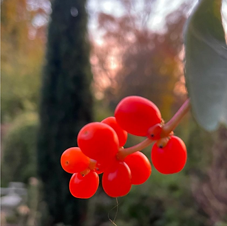 autumn 5.png