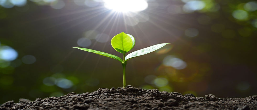 sprout1400x600.jpg