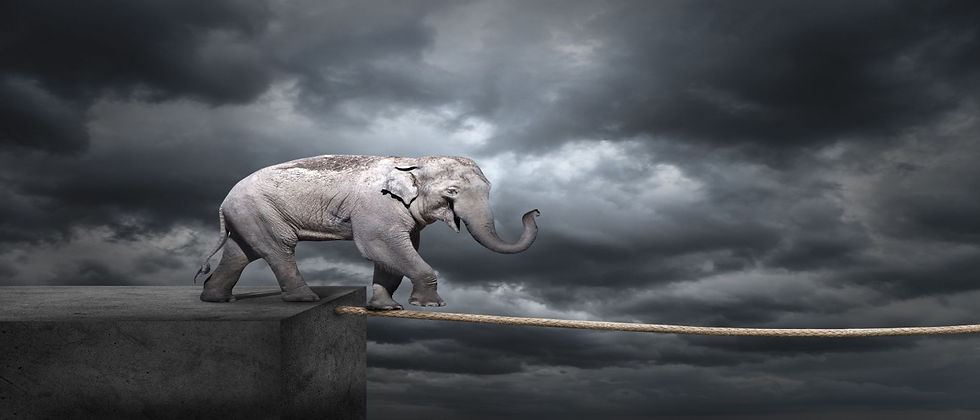 elephant1400x600.jpg