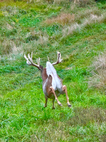 whitetail running away